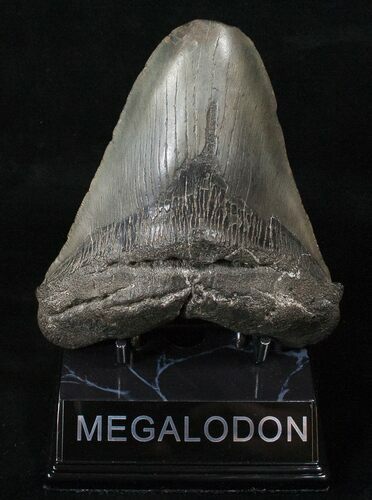 Megalodon Tooth - Massive Feeding Damage #15601